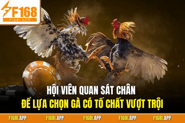 Hội viên quan sát chân để lựa chọn gà có tố chất vượt trội