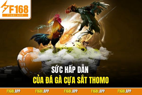 Sức hấp dẫn của đá gà cựa sắt Thomo